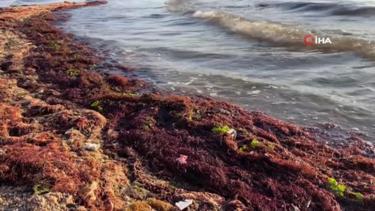 İzmit kıyısında kırmızı yosunlar görülüyor