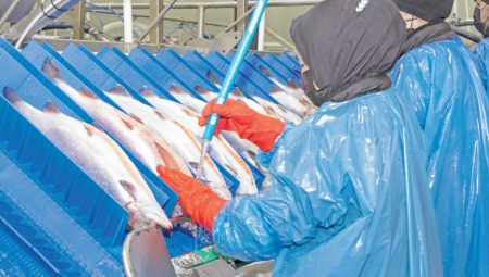 350 tonluk hasat ile 250 ton deniz balığı kurtuldu