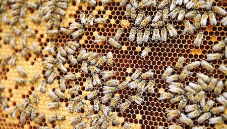 Artan sıcaklıklar arıların tertibini bozdu