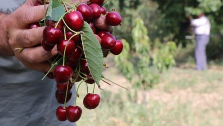 Kiraz hasadı donla sarsıldı: Rekolte düşük, fiyat yüksek
