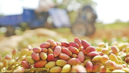 Tiryaki Agro, fıstık tesisinin kapasitesini iki kat artırıyor